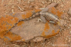 Agama impalearis