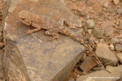 Agama impalearis