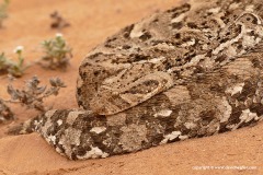 Bitis arietans