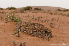 Bitis arietans