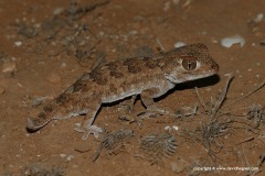 Geckonia chazaliae