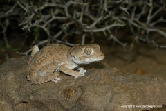 Geckonia chazaliae