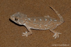 Geckonia chazaliae