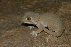 Geckonia chazaliae