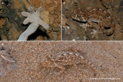 Geckonia chazaliae