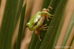 Hyla meridionalis