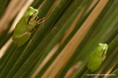 Hyla meridionalis