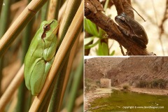 Hyla meridionalis