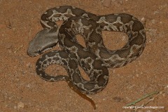 Macrovipera mauritanica