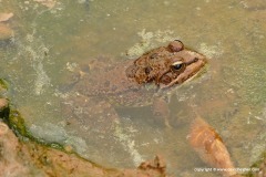 Pelophylax saharicus