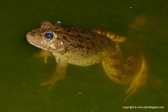 Pelophylax saharicus