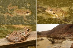 Pelophylax saharicus