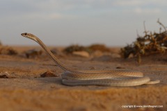 Psammophis schokari