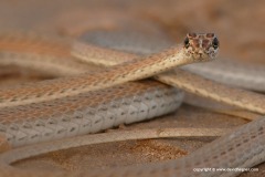 Psammophis schokari