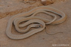 Psammophis schokari