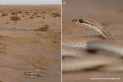 Psammophis schokari