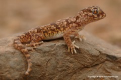 Stenodactylus mauritanicus