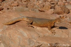 Uromastyx nigriventris