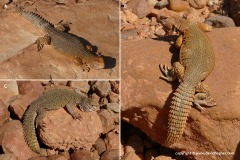 Uromastyx nigriventris