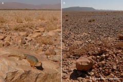 Uromastyx nigriventris