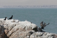 Phalacrocorax lucidus