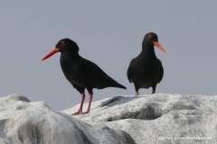 Haematopus moquini
