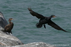 Phalacrocorax capensis