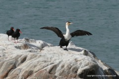 Phalacrocorax lucidus