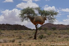 Philetairus socius