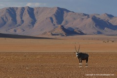 Oryx gazella
