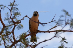 Philetairus socius