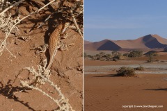 Meroles cuneirostris