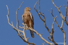 Falco rupicoloides