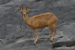 Oreotragus oreotragus