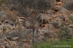 Equus zebra hartmannae