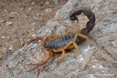 Parabuthus sp.