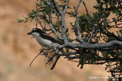 Lanius collaris