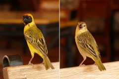 Ploceus velatus