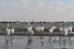 Pelecanus onocrotalus