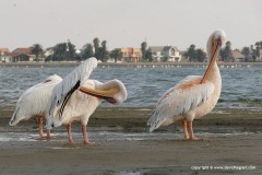 Pelecanus onocrotalus