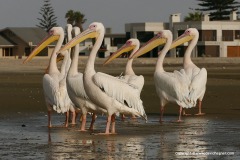Pelecanus onocrotalus