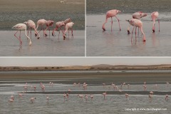 Phoenicopterus sp.