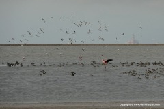 Phoenicopterus sp.