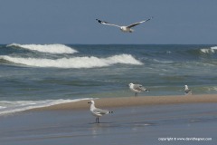 Larus hartlaubii