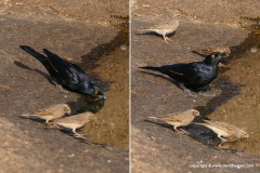 Onychognathus nabouroup
