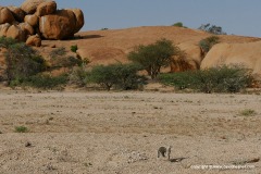 Xerus inauris