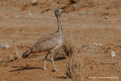 Eupodotis rueppellii
