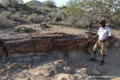Petrified Forest