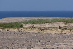 Skeleton Coast