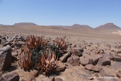 Skeleton Coast